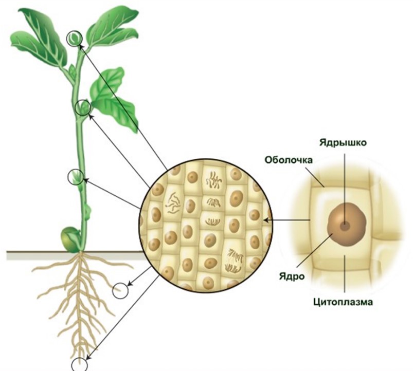 Биологический рост клеток. Строение клеток образовательной ткани у растений. Строение клетки образовательной ткани. Рост растений. Образовательная ткань растений.